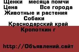 Щенки 4 месяца-помчи › Цена ­ 5 000 - Все города Животные и растения » Собаки   . Краснодарский край,Кропоткин г.